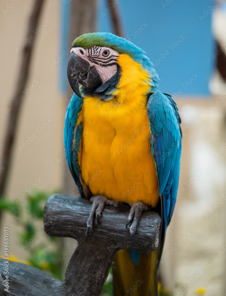 Blue and yellow big parrot sitting on the branch.