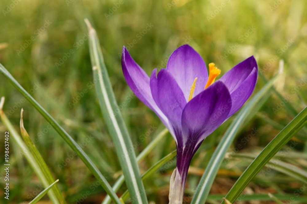Krokuss Einzelblüte violett Krokuss Einzelblüte violett
