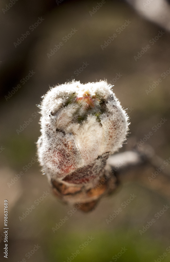 Apple buds on a twig, macro image