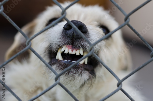 Angry aggressive white dog with crooked bared teeth in a rage behind metal grid, selective focus, close-up