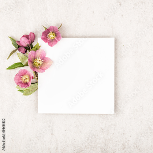 Creative layout with purple colorful flowers  green leaves and paper note card on stone beige background. Flat lay  top view and copy space. Minimal nature concept