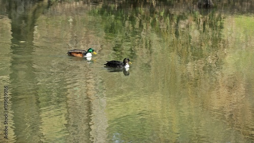 Hybrid-Stockentenpaar im Teich (Anas platyrhynchos)