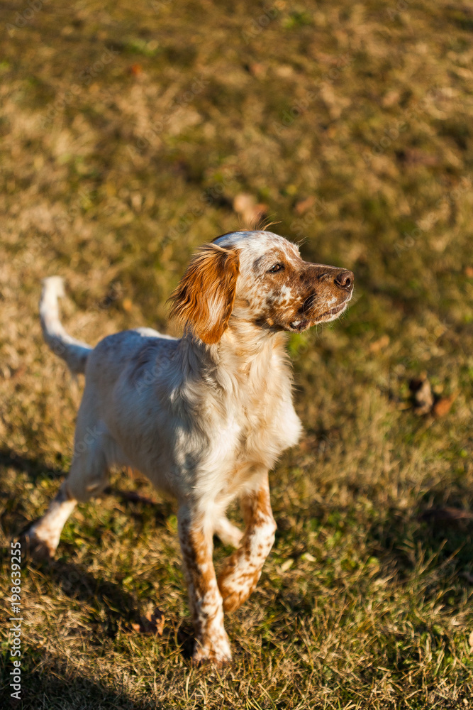 Portrait of hunting dog, English setter in outdoor