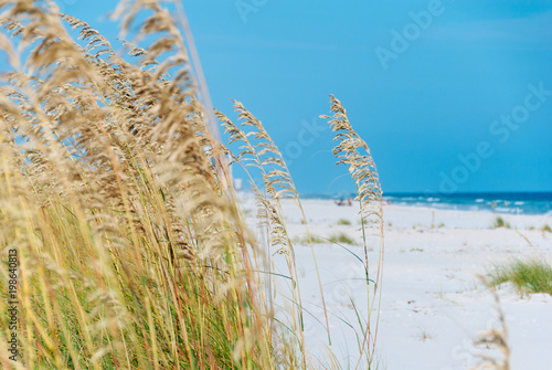 Sea reeds sway in the wind with beautiful white sand beaches in the background with bright blue sky and deep blue waters. photo