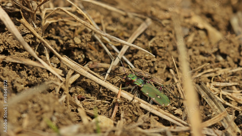 Feldsandläufer (Cicindela campestris) im Frühling
Feldsandläufer (Cicindela campestris) im Frühling