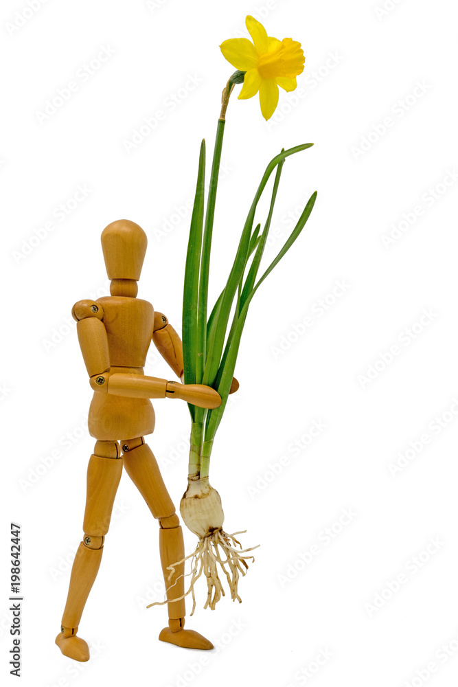 Komplette Narzisse mit Blüte und Zweibel wird von einer Holzfigur getragen Komplette Narzisse mit Blüte und Zweibel wird von einer Holzfigur getragen