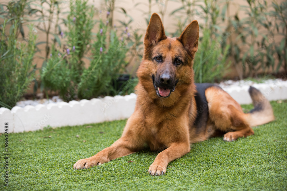 Cute German shepherd dog lying on the grass in a garden Cute German shepherd dog lying on the grass in a garden
