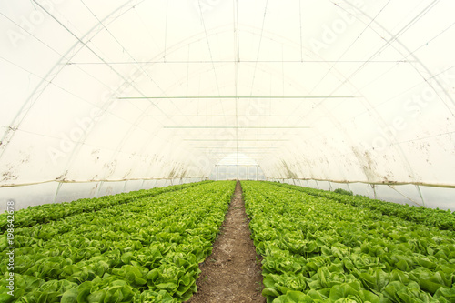 Wallpaper Mural Green lettuce salad planted in the green house. High angle shot. Organic food. Torontodigital.ca