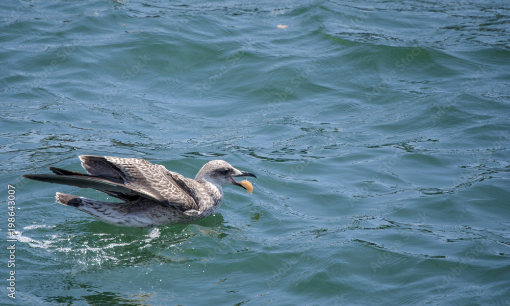 Fototapeta premium Bird 