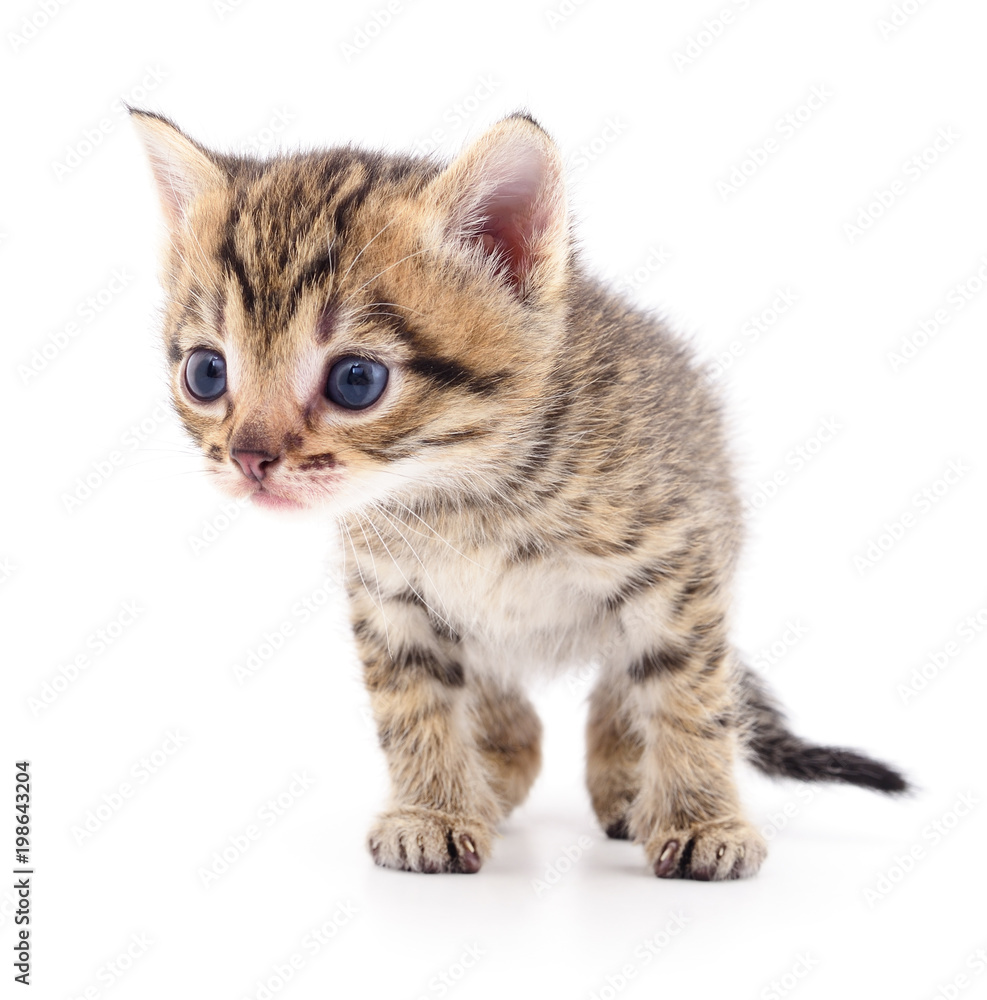 Fototapeta premium Kitten on white background.