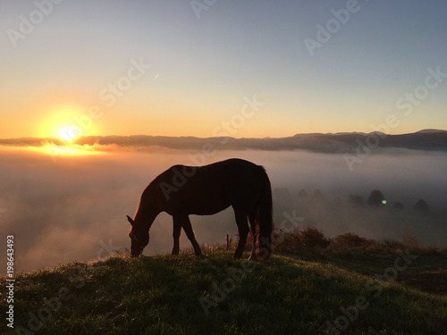 horse silhouette with mystical sundown landscape © Petra