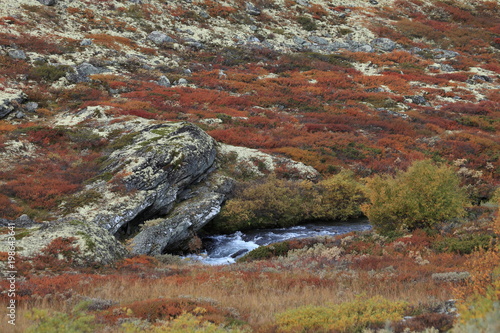 autumn in  Dovrefjell National Park , Norway  photo