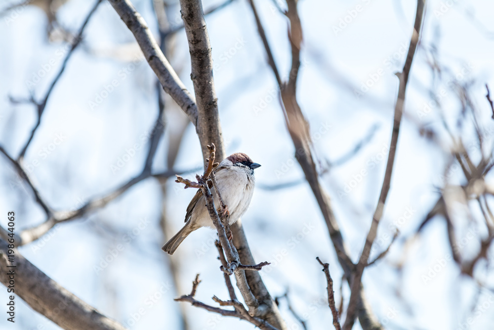 Sparrow on the branch. Sunny day. Blue sky. Beautiful early spring day. Sparrow on the branch. Sunny day. Blue sky. Beautiful early spring day.
