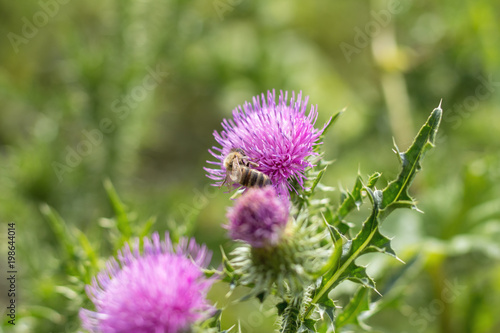 Pink purple flower heads  surrounded by spiny br.