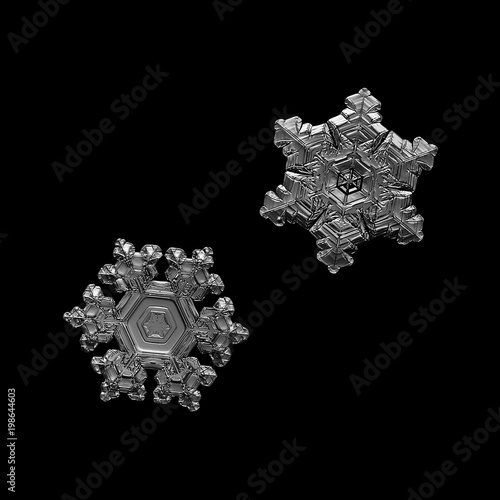 Fototapeta Naklejka Na Ścianę i Meble -  Two snowflakes isolated on black background. Macro photo of real snow crystals: small stellar dendrites with glossy relief surface, short, broad arms, ornate shapes and fine hexagonal symmetry.