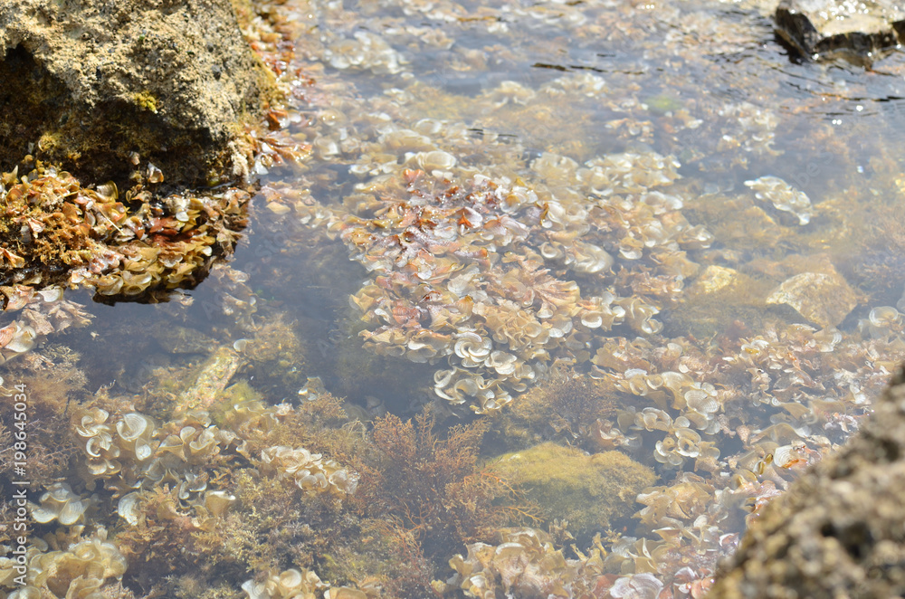 Transparent sea water with seaweeds on sea bottom