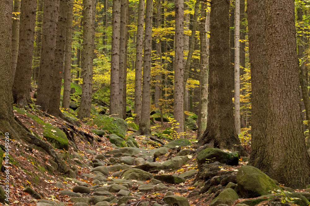 Obraz premium Mountain, forest, rock, Broumovsko