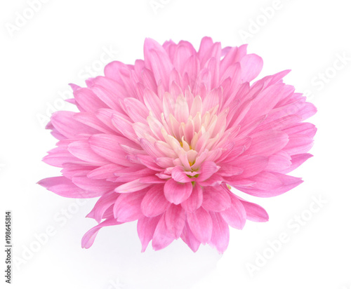 pink mum flower
