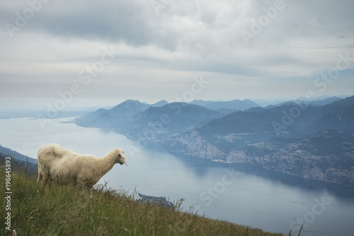 lamb with view over the lake garda