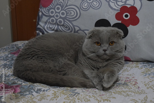 kedi
