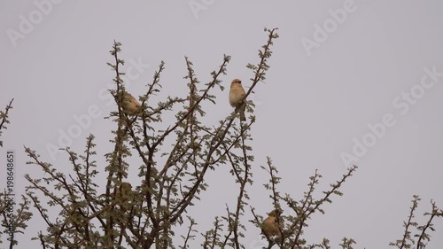 Desert lark birds (Ammomanes deserti) on tree branches in Sahara desert, 4k
 photo