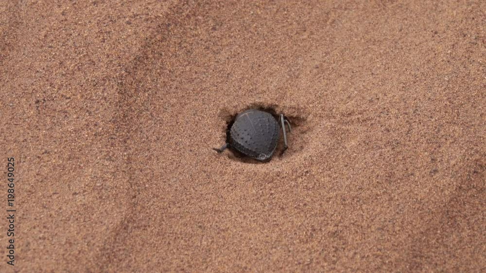 Scarab beetle digs a mink in the sand in the Sahara desert, 4k
