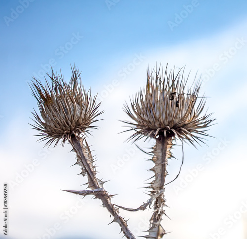 Dry thistle against the sky