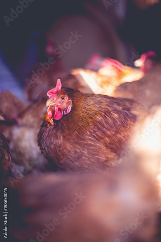 Chickens on the farm. Toned, style, color photo.