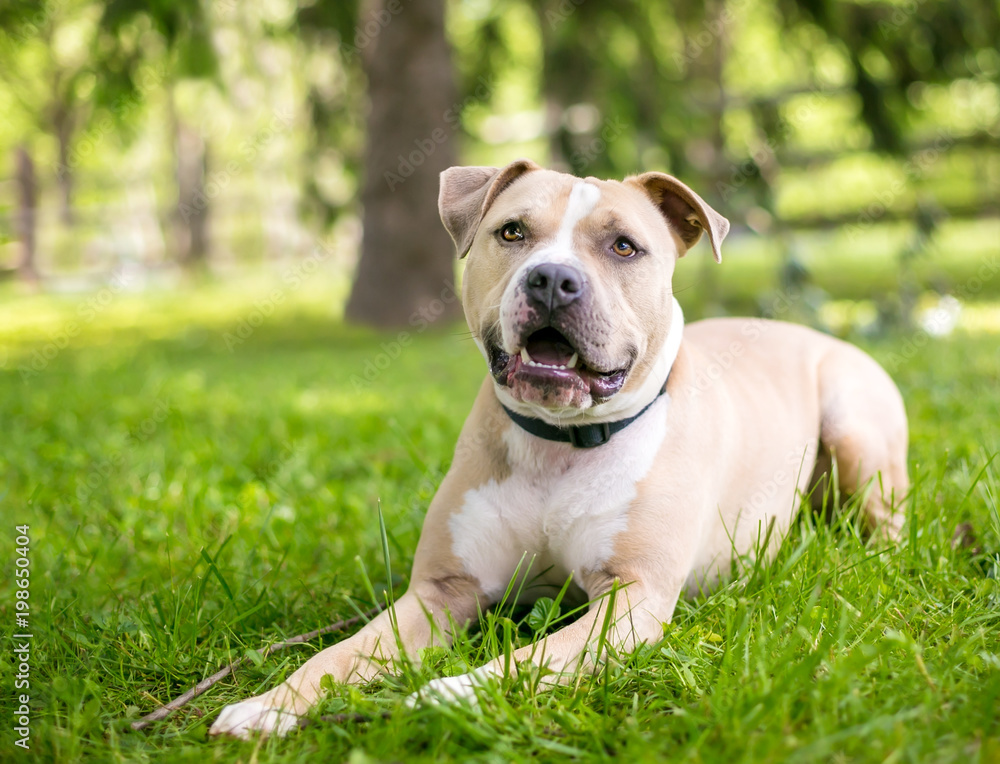 A fawn and white Pit Bull Terrier mixed breed dog lying in the grass A fawn and white Pit Bull Terrier mixed breed dog lying in the grass