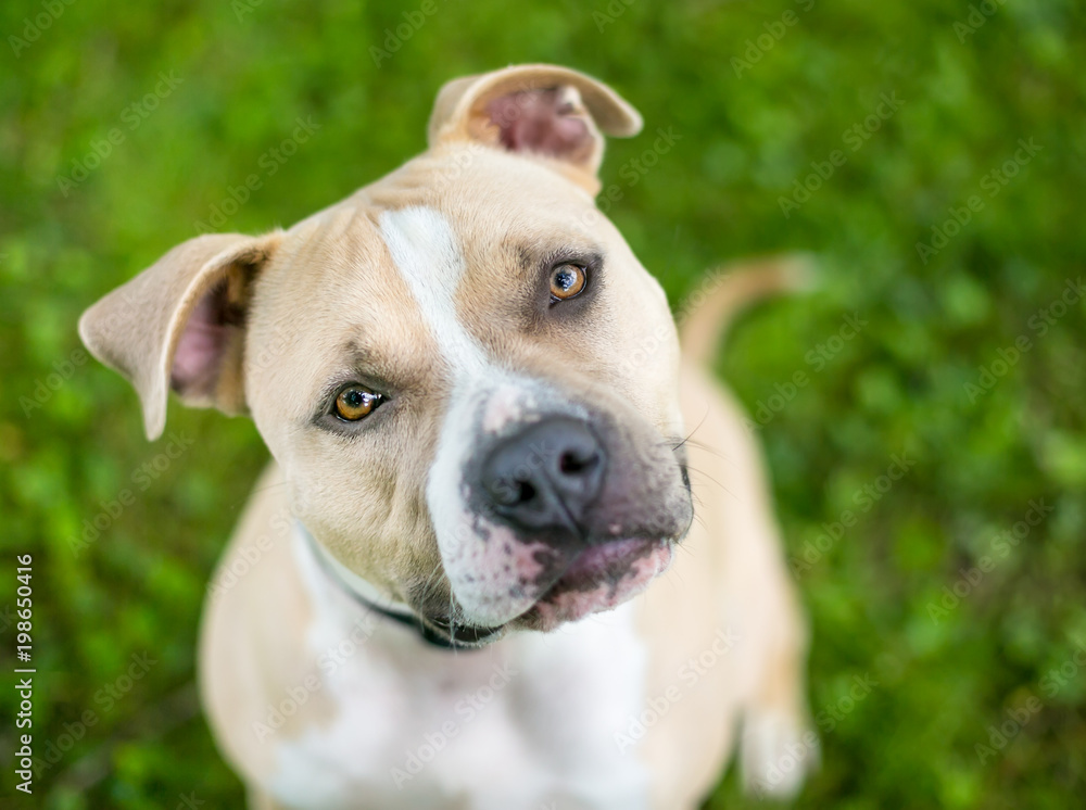 A fawn and white Pit Bull Terrier mixed breed dog looking up with a head tilt A fawn and white Pit Bull Terrier mixed breed dog looking up with a head tilt