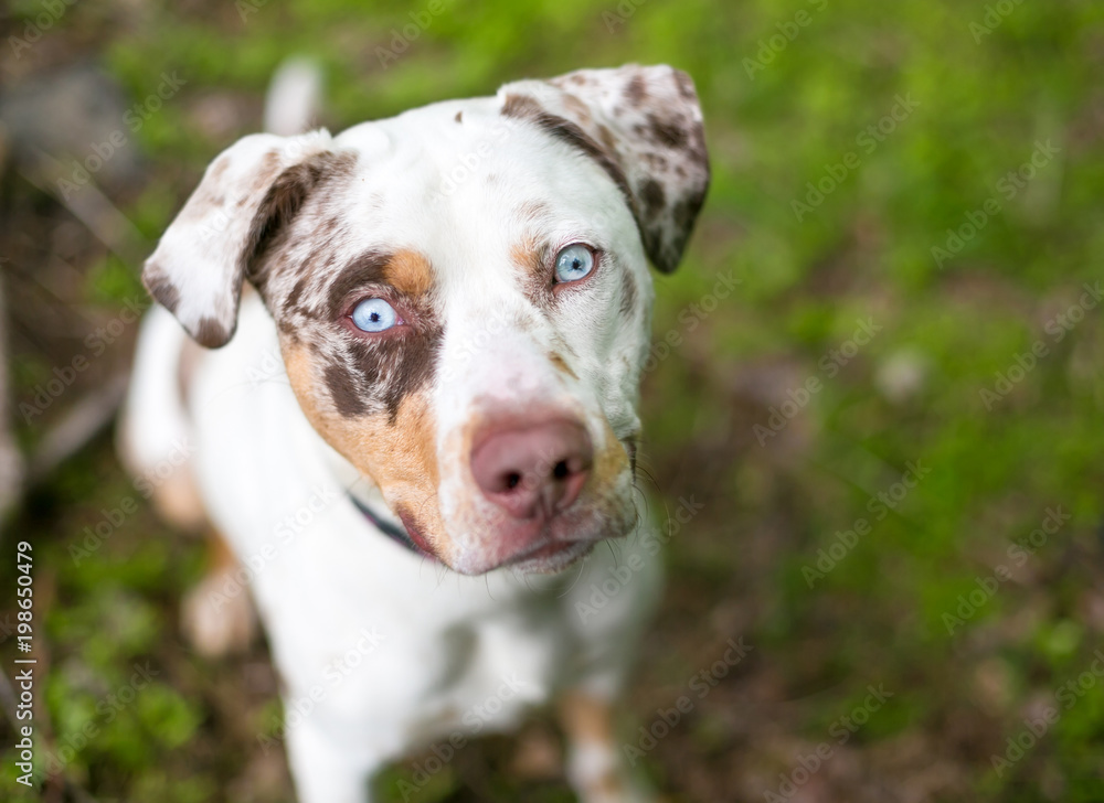 A Catahoula Leopard Dog mixed breed with merle markings and blue eyes