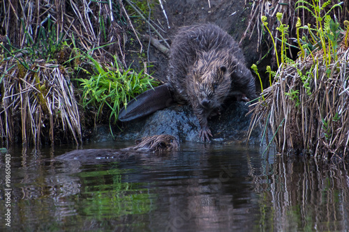 Beaver on a creek in Sweden