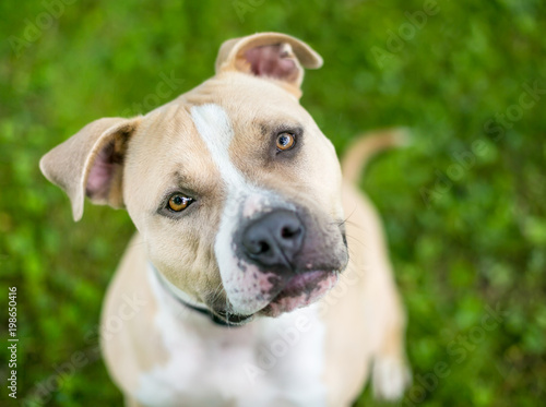 A fawn and white Pit Bull Terrier mixed breed dog looking up with a head tilt