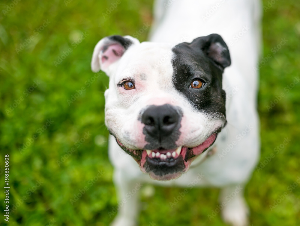 A happy black and white Staffordshire Bull Terrier dog A happy black and white Staffordshire Bull Terrier dog