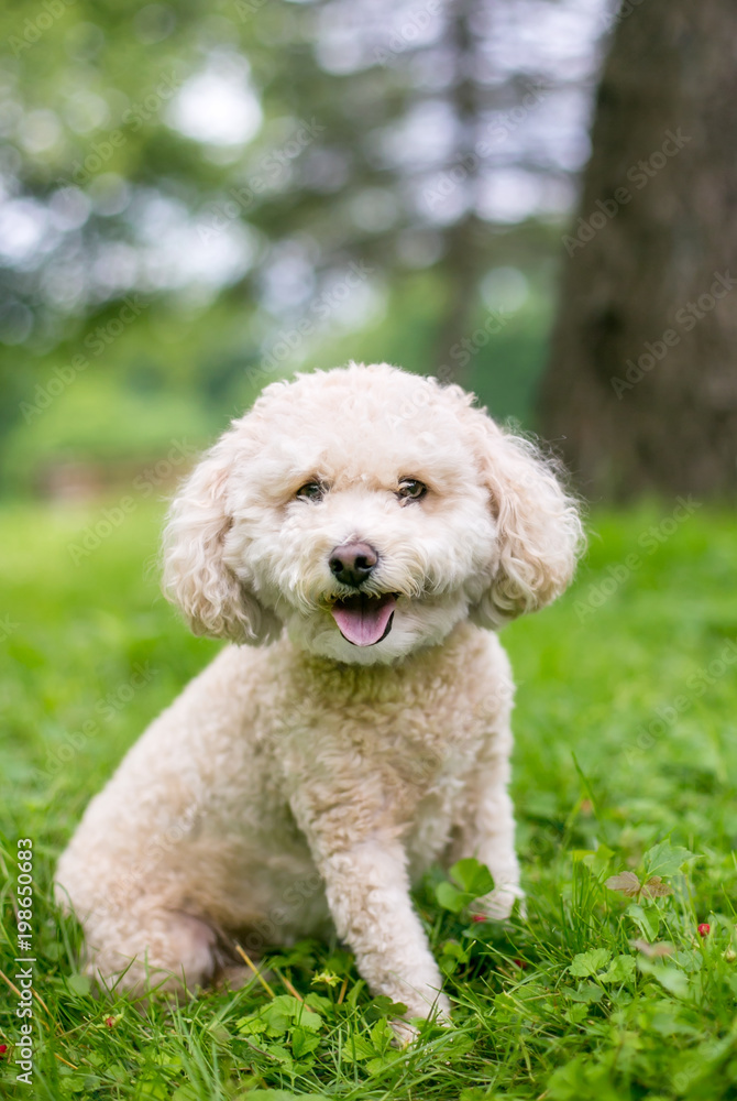A cute Miniature Poodle dog outdoors