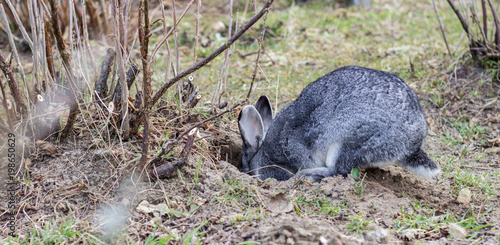 rabbit hole / a gray rabbit digs a hole in the garden