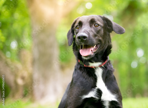 Vászonkép A black and white Retriever mixed breed dog outdoors