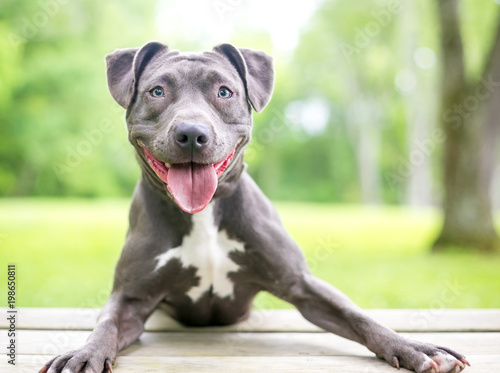A happy blue and white Pit Bull Terrier mixed breed dog