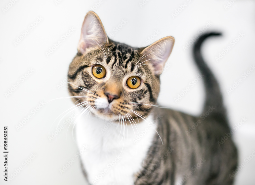 Gold and white sales cat