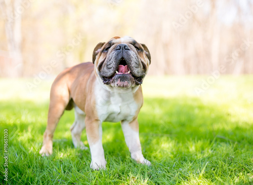 A happy English Bulldog outdoors