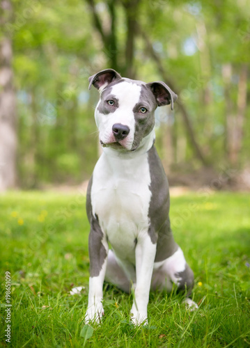 A young blue and white Pit Bull Terrier mixed breed dog sitting and listening with a head tilt