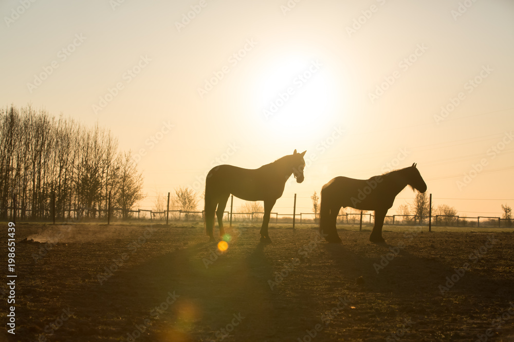 Pferde bei Sonnenaufgang im Gegenlicht Pferde bei Sonnenaufgang im Gegenlicht