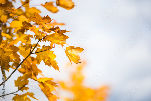 Autumnal leaves  red and yellow maple foliage againstsky  beautiful background  selective focus