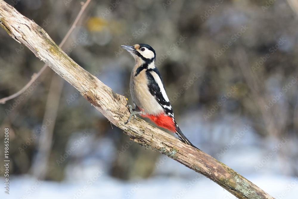 The great spotted woodpecker sits on its tail (a bright sunny day). The great spotted woodpecker sits on its tail (a bright sunny day).