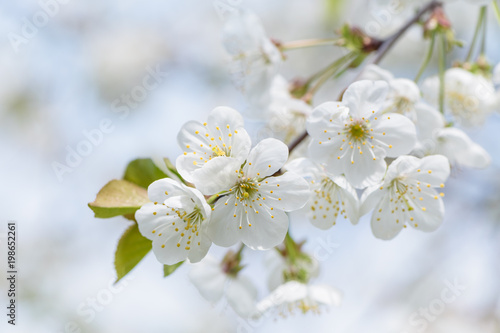 Cherry tree blossom close-up. White cherry flower on natural background 