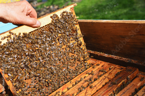 Beekeeper is checking frame with honeycomb near beehive at apiary