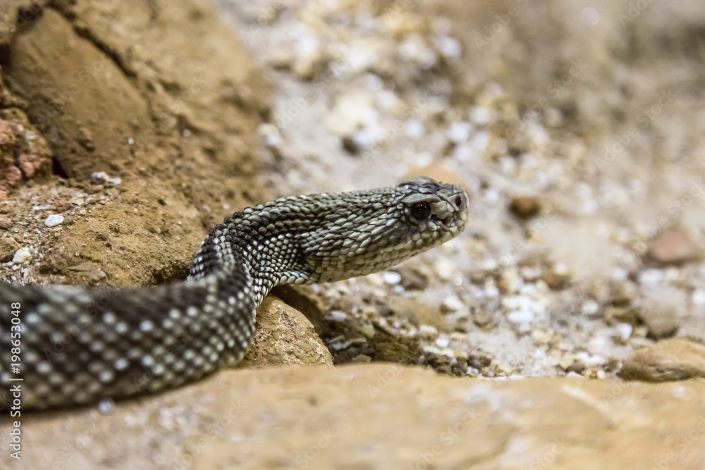 Fototapeta premium Rattlesnake - Crotalus durissus, poisonous. Dangers.