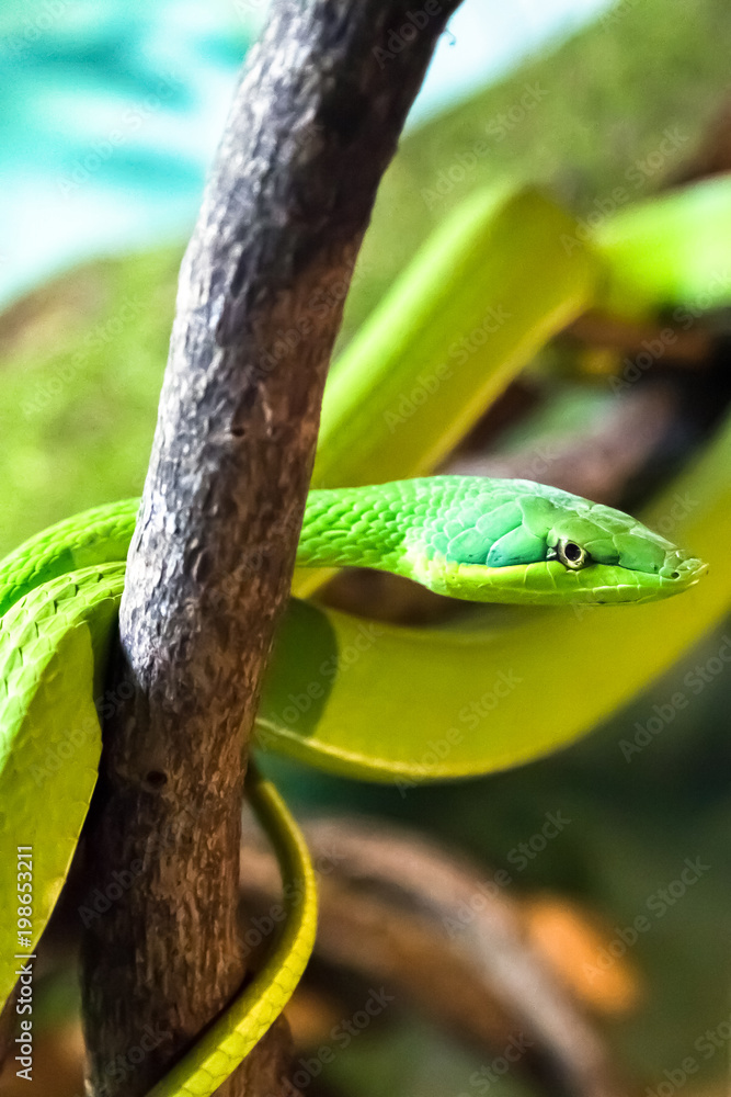 Naklejka premium A Green Vine Snake in a strike pose, dangerous.