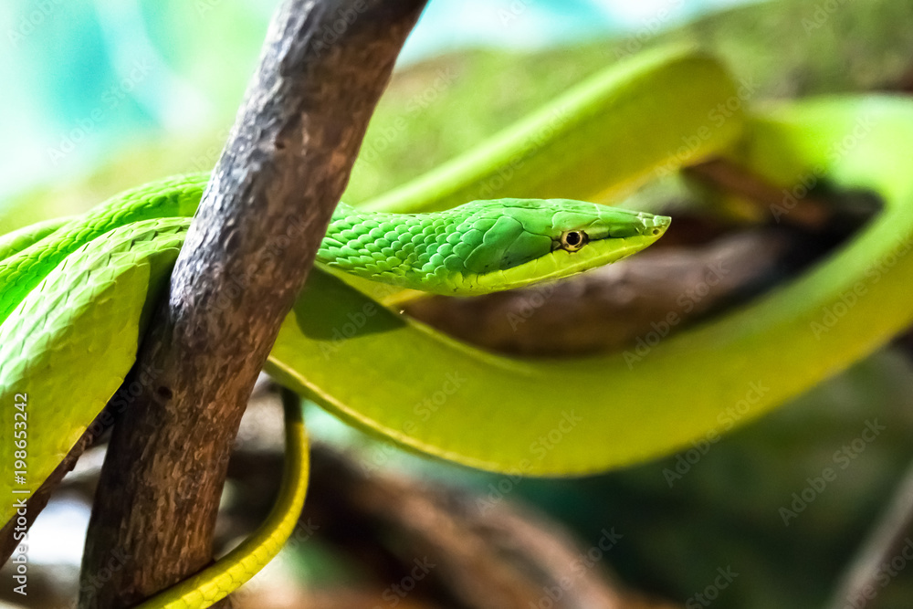 Obraz premium A Green Vine Snake in a strike pose