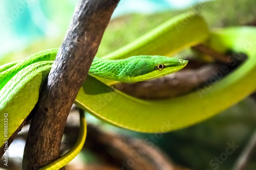 A Green Vine Snake in a strike pose